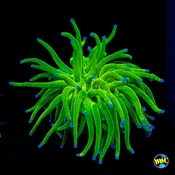 Blue Tipped Cotton Candy Torch