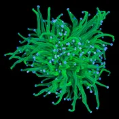 Electric Green Torch Coral - 3 heads