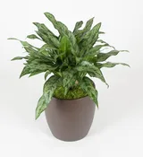 10in Aglaonema Romeo