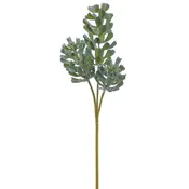 Aeonium Pick Green-Gray 18"