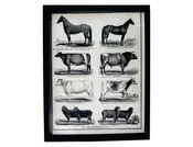 Farm House Animals Print