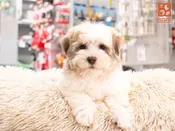 Havanese