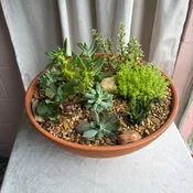Succulent Garden - Large Terracotta Bowl