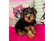 Yorkshire Terrier – 3910