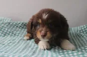 Miniature Australian Shepherd – 990