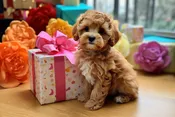 Adoption Fund