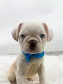 Frug (M) 14697