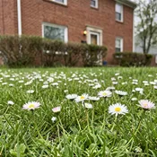 English Daisy Lawn Seeds | Bellis perennis