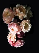 Peony 47