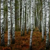 Birch, Sweet