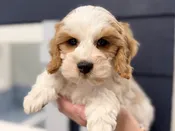 Cockapoo – 4393
