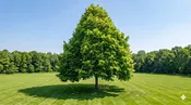 Littleleaf Linden