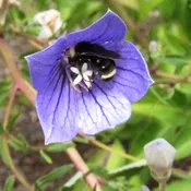 Balloon Flower, Blue - Herb Seeds