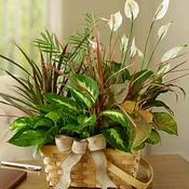 Classic Dish Garden
