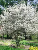Autumn Brilliance Serviceberry