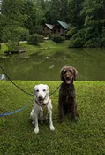Contest - Aiden and Milo - LaBerge
