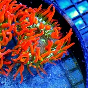 4.5X4.5 EXTREME CORALS TANK RAISED PREMIUM ULTRA GRADE ROSE BUBBLE ANEMONE-EXTREMELY HARDY!!