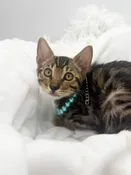 Bengal (M) 14643