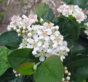 Autumn Magic Black Chokeberry (Aronia melanocarpa ‘Autumn Magic’)