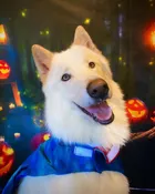 Workshop Wednesday 🎃 Trick & Treat 10/28/26 @11am — Ohana Pet