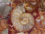 Hand Made Ammonite Conglomerate Coffee Table Coasters x 6 From Mahajanga, Madagascar