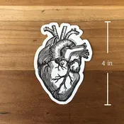 Anatomical Heart STICKER — lynn-oleum