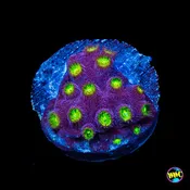 CB Bling Bling Cyphastrea