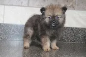 Pomeranian – 966