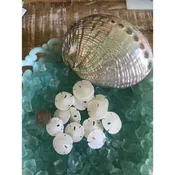 20 Extra Tiny Sand Dollars — Candy's Cottage