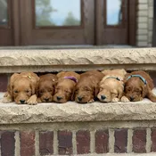 Expected Litters Coming Soon