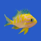 Blotchy Anthias WYSIWYG