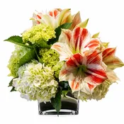 Amaryllis and Hydrangea