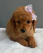 Nadia the Mini Goldendoodle