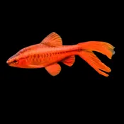 Albino Long Fin Cherry Barb