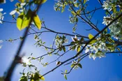 Allegheny Serviceberry (Amelanchier laevis)