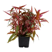 Alternanthera reineckii 'Pink' by Tropica