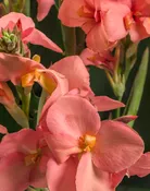 Canna Toucan Coral