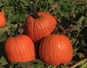 Pumpkin, Orange Carving - Way Farms — Chillicothe Farmers Market