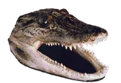 Gator Head - Farm raised - small