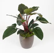 10in Philodendron Congo Rojo 1 1/2′  wide