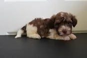 Havanese – 931