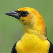 Photography Is For The Birds!