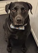 Contest - Benny Bachman