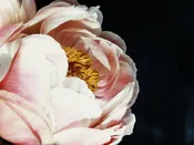 Peony 20