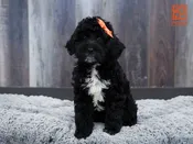 Goldendoodle 2nd Gen