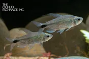 Alestopetersius smykalai — “Blue Diamond Congo Tetra”
