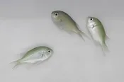 Blue/Green Chromis (Chromis viridis)10/5-10/8 (14 day Qt)