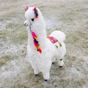 32" Llama - Peru