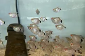 Balloon Red Eye Tetra