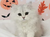 British longhair – 49708